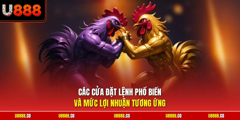Các cửa đặt lệnh phổ biến và mức lợi nhuận tương ứng