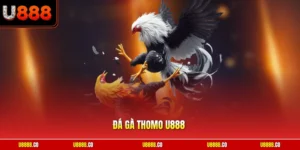 Đá gà thomo U888