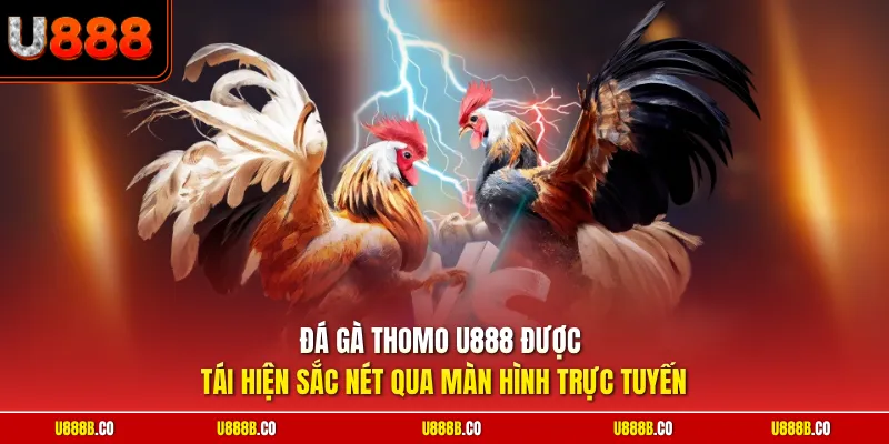 Đá gà thomo U888 được tái hiện sắc nét qua màn hình trực tuyến
